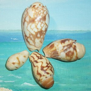 May include: Four seashells with a cream and brown pattern are arranged against a painted backdrop of a beach scene. The shells vary in size and shape, with a mix of rounded and elongated forms. The shells have a glossy finish.