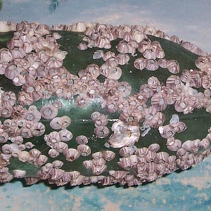 large ANTIQUE, Vintage dark Aqua OCEAN Found Bottle Encrusted with BARNACLES & Oyster Shells image 2