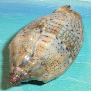 May include: A large, oblong seashell with a cream and tan color scheme, featuring a grid-like pattern and small dark brown spots. The shell has a smooth, glossy texture and a spiral tip, perfect for coastal decor.