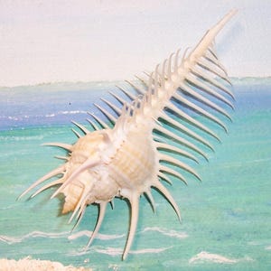 82.3mm Murex pecten VENUS COMB Seashell, Shell