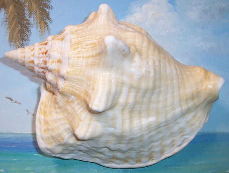 Aperture Shell Very Large 180.2mm FLORIDA Keys Collected Strombus Costatus MILK CONCH ...