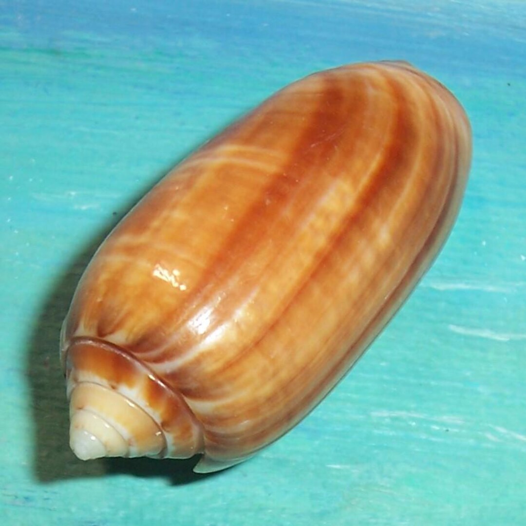 38.7mm Oliva Nivosa BOLLINGI OLIVE Seashell From Sand Key, Florida - Etsy