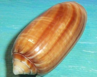 38.7mm Oliva nivosa BOLLINGI OLIVE Seashell from Sand Key, Florida
