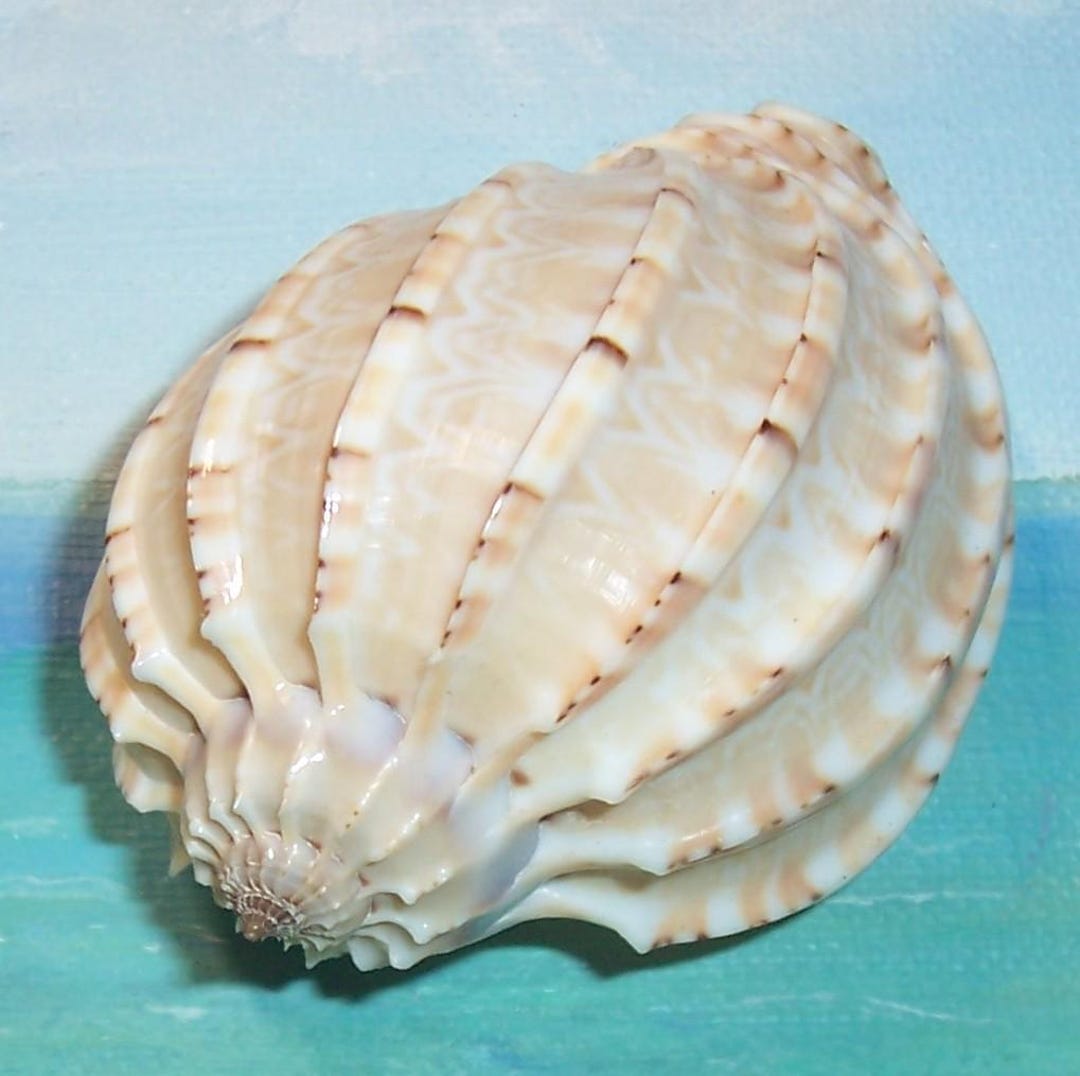 Turtle Shell Harp 79.1mm Harpa Articularis ARTICULATE HARP Seashell, Shell W/ Data From ...