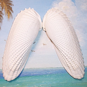 Huge 143.3mm/5.64" MATCHED Set, Pair 156.3mm Cyrtopleura costata Angel Wings SEASHELL
