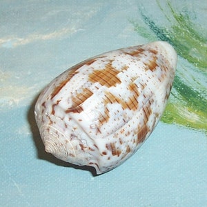 Specimen Grade 53.7mm CONUS monachus MONASTIC Cone Seashell w/ Data JB image 1