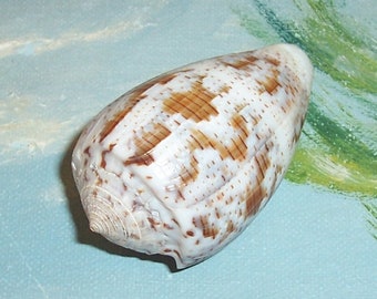 Specimen Grade 53.7mm CONUS monachus MONASTIC Cone Seashell w/ Data JB