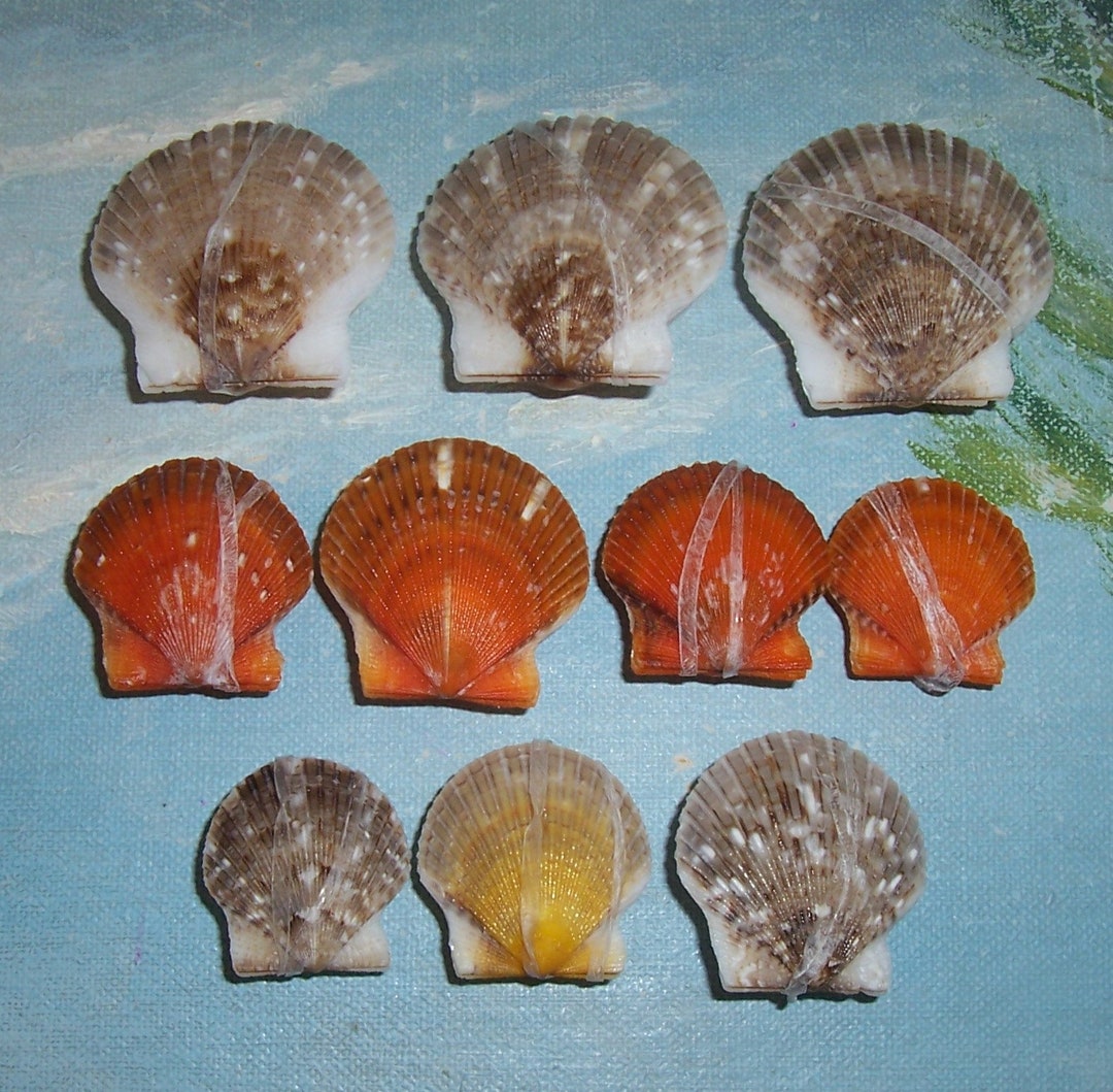 Lot of 10 Florida Gulf BEACH Collected Bright ORANGE, Yellow & Brown ...