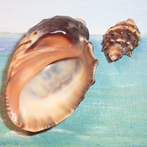 Set of two 61.9&29.1mm Puerto Rico collected Plicopurpura patula patula WIDE MOUTH PURPURA Shell, Seashell