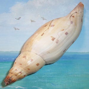 May include: A smooth, elongated sea shell with a tapered, pointed end and a wider, rounded body. The shell features a creamy off-white base color with scattered, small, rectangular brown markings and subtle vertical ridges along its surface.