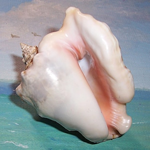 May include: A large, pearly white conch shell with a spiral tip and a wide opening. The interior of the shell has a soft pink hue. The shell is set against a backdrop of a painted seascape.