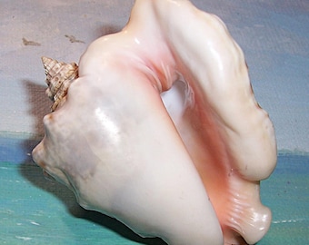 74.9mm Florida Keys Collected HAWK-WING CONCH Shell Shell, Seashell w/ Pink Aperture #3