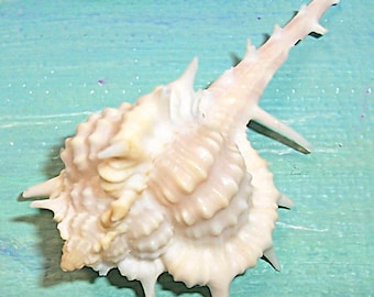 47.8mm FLORIDA Vokesimurex cabritii CABRITS MUREX Shell, Seashell #4