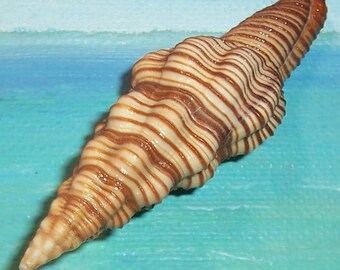 71.3mm Polygona infundibulum BROWN LINED LATIRUS Shell Seashell w/ Haiti Data