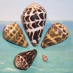 May include: Five cone-shaped seashells with unique patterns. The shells vary in size and color, with a mix of brown, white, and tan hues. The largest shell is approximately 4 inches tall, featuring a striking black and white design.