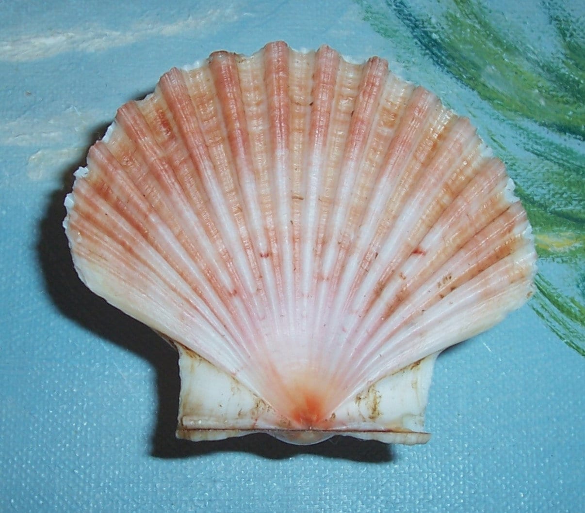 Matched Set 57.0mm PECTEN Jacobaeus Flat, MEDITERRANEAN