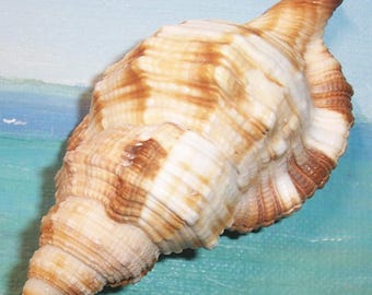 Very large 97.5mm Florida Keys Collected Monoplex pilearis Atlantic HAIRY TRITON Shell Seashell