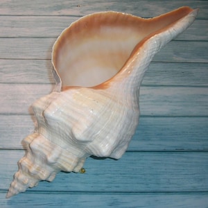 May include: A large, spiraled conch shell featuring a textured, off-white exterior with ridges and a smooth, glossy interior that transitions from a creamy white to a warm, light brown hue at the deep, elongated opening of the shell.