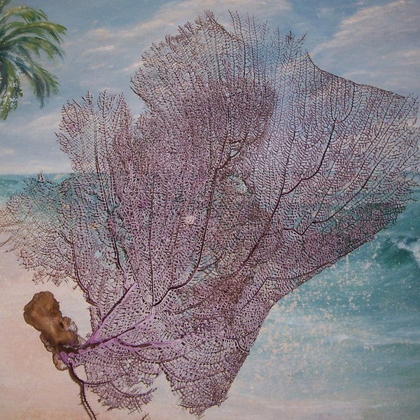 Grand 18"Natural Lavender SEA FAN Gorgonian Coral des Bahamas (#13)