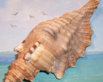 Large 144.1mm Cymatium Femorale ANGULAR TRITON Shell Seashell