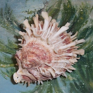 77.8mm Attached Bivalve SPONDYLUS Thorny OYSTER Seashell, Shell w/ Pink/Rose Coloring JB