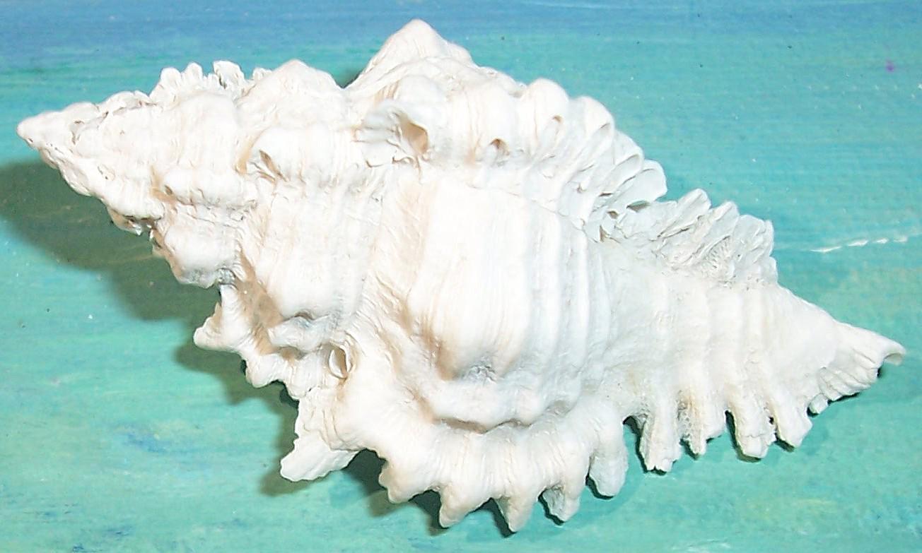 59.4mm Florida 10,000 Islands Beach Found ALBINO Chicoreus Florifer ...