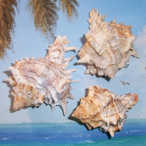 Set von drei 60.8-77.4 mm Florida Oriental MUREX Hexaplex fulvescens JB #4