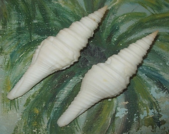 Lot of two Uncommon 88.9&91.2mm Florida Keys Turridae Polystira albida White GIANT Turret Shell Seashells JB