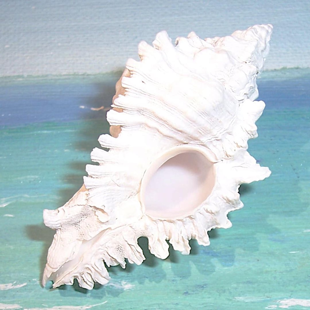 59.4mm Florida 10,000 Islands Beach Found ALBINO Chicoreus Florifer ...