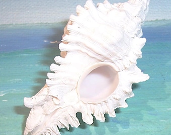 59.4mm Florida 10,000 Islands Beach Found ALBINO Chicoreus florifer LACE MUREX Shell, Seashell #2