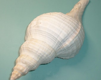大きい貝殻 大型11 1/4インチ フロリダビーチで発見 Triplofusus giganteus 馬の