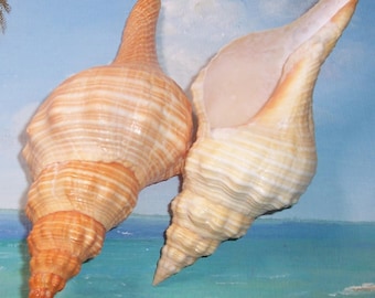 Set/2 FLORIDA Beach Found 6.5" & 7.0" Juvenile Orange Triplofusus giganteus Horse Conch SEASHELL Shell *Rare Size*