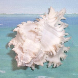 62.4 mm ENDIVE MUREX Hexaplex Muschelschale *ALBINO* #1