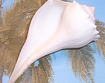 103.5mm FLORIDA 10K Island Collected Rare ALBINO Sinistrofulgur perversum Lightning WHELK Seashell