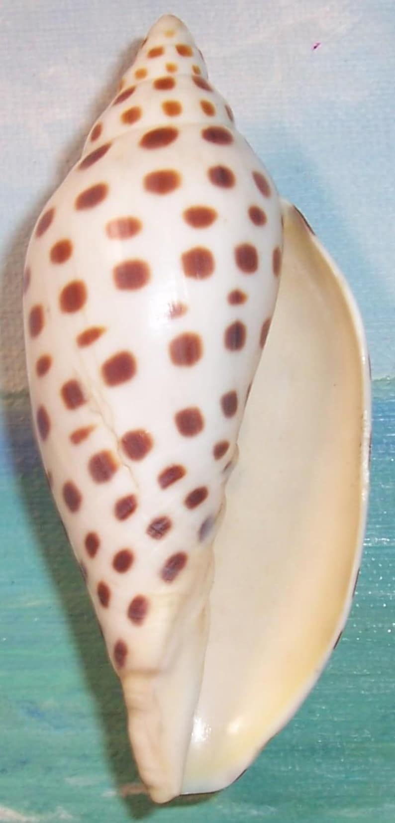 94.3mm Rare FLORIDA Scaphella JUNONIA Butleri Juno's VOLUTE Shell ...