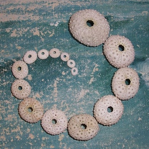 Set of 15 Puerto Rico BEACH Collected White & Green Long Spined Sea URCHIN Tests...GROWTH Study (#1)