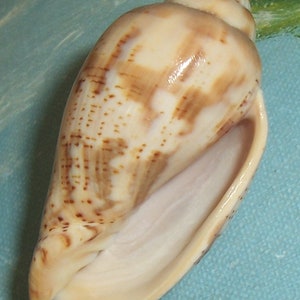 57.0mm Voluta Harpulina Lapponica BROWN Lined VOLUTE Shell, Seashell JB image 6