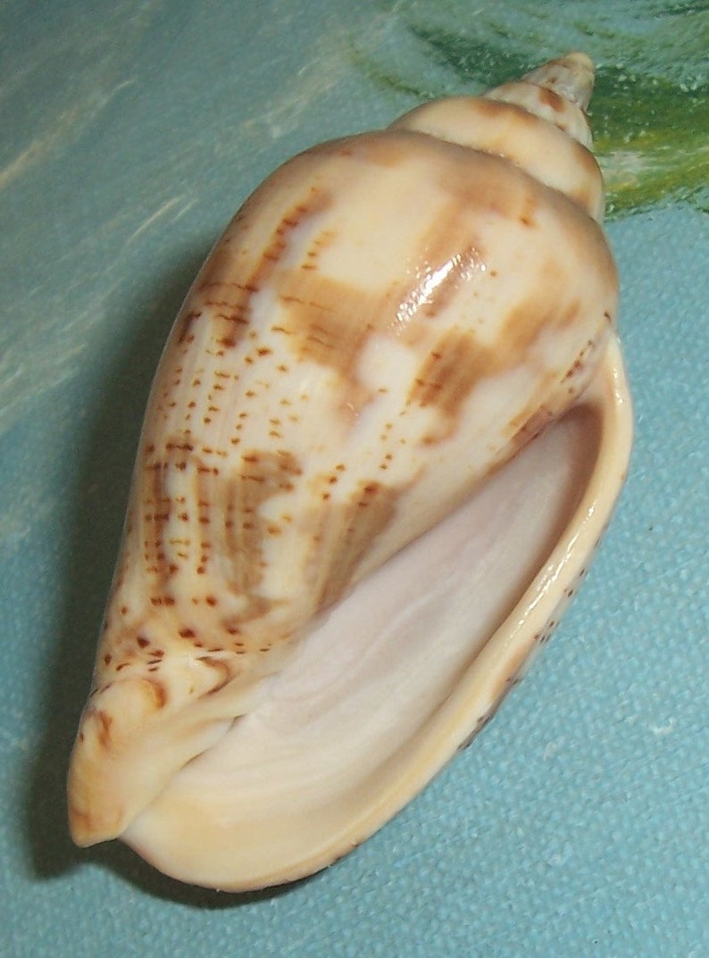 57.0mm Voluta Harpulina Lapponica BROWN Lined VOLUTE Shell, Seashell JB image 6