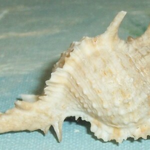 67.5mm Florida Specimen Grade Siratus beauii Beau's Murex Seashell, Shell w/ Data JB image 5