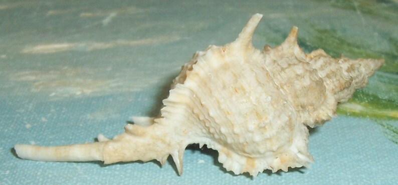 67.5mm Florida Specimen Grade Siratus beauii Beau's Murex Seashell, Shell w/ Data JB image 5