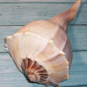 May include: A large, beige conch shell with a spiral pattern and a long, curved spire. The shell has a smooth, polished appearance with subtle pink and brown hues. The shell is a natural, organic form, perfect for coastal decor.
