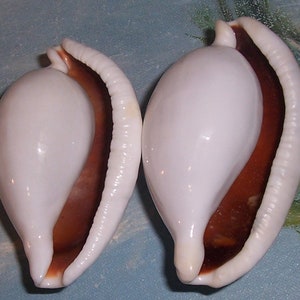 Set of two 82.9&88.6mm Cypraea Ovula Ovum Great WHITE EGG Cowry Shell, Seashell JB image 6