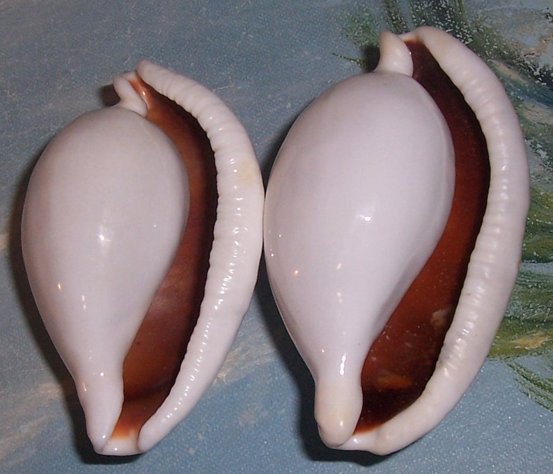 Set of two 82.9&88.6mm Cypraea Ovula Ovum Great WHITE EGG Cowry Shell, Seashell JB image 6