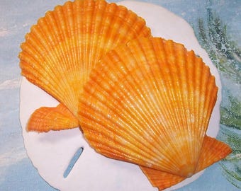 85.0mm Matched ORANGE Pecten Nobilis Mimachlamys Crassicostata NOBLE Sea Scallop Shell
