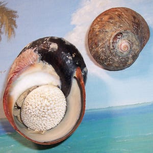 Op de afbeelding: Twee schelpen worden getoond tegen een geschilderde achtergrond. Eén schelp is open en onthult een gestructureerd, crèmekleurig interieur. De buitenschaal is een mix van zwart, bruin en wit. De tweede schelp heeft een spiraalvorm met bruine en beige tinten.