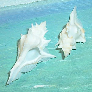Peut inclure: Deux coquillages blancs aux structures épineuses et complexes sont présentés sur un fond turquoise et bleu. Les coquillages ont une surface texturée et une forme naturelle, évoquant un thème côtier.