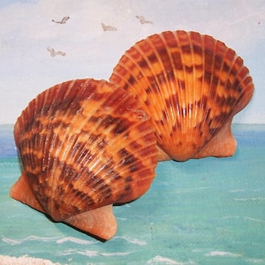 Puede incluir: Dos conchas de vieira de color naranja y marrón con una superficie texturizada. Las conchas se colocan sobre un fondo pintado de una escena oceánica con cielo azul y gaviotas.