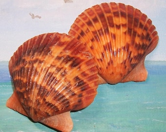 60.9mm Matched Orange Pecten Argopecten ventricosus PACIFIC CALICO Sea SCALLOP Shell, Seashell