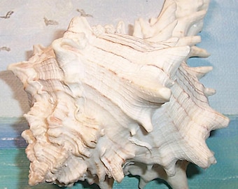 120.1mm Florida GIANT EASTERN MUREX Hexaplex fulvescens Shell, Seashell