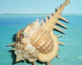 Very large 71.0mm Florida Keys Vokesimurex cabritii CABRITS MUREX Shell, Seashell w/ Dark Flesh/BLUSH Coloring #1